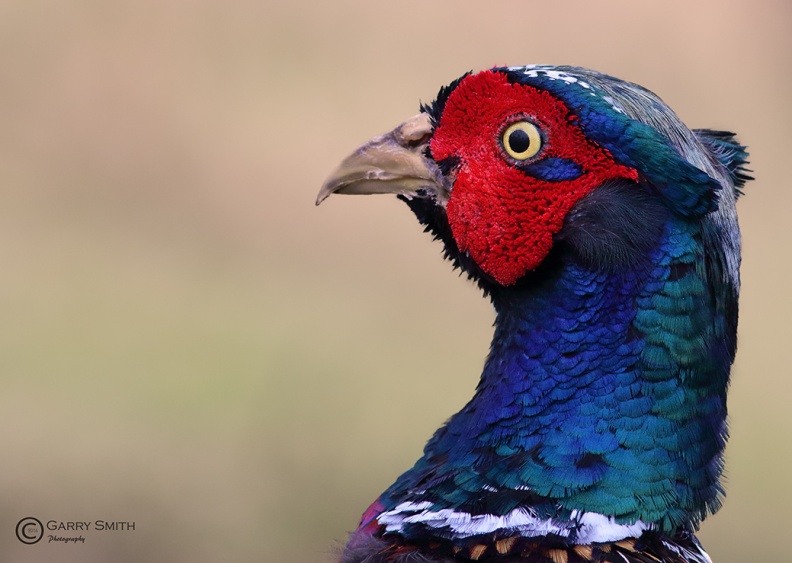 Male Pheasant .jpg